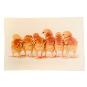 Farmhouse Canvas Baby Chickens Home Wall Decor